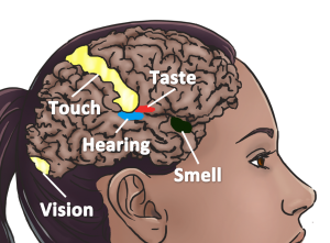 The different sensory areas in the brain are stronger connected in synesthetic brains.